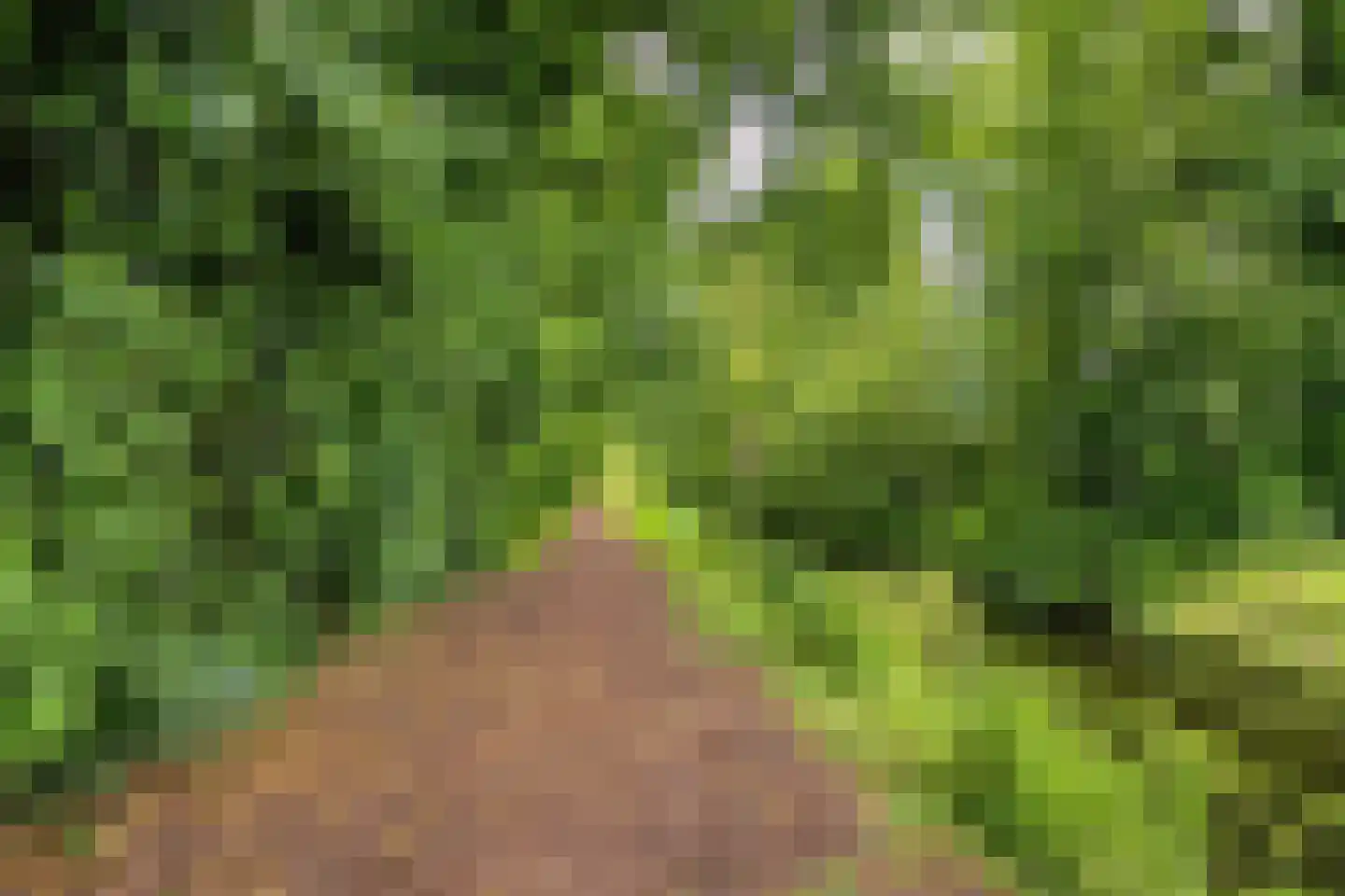 Het Baken 11 Leek thumbnail 55