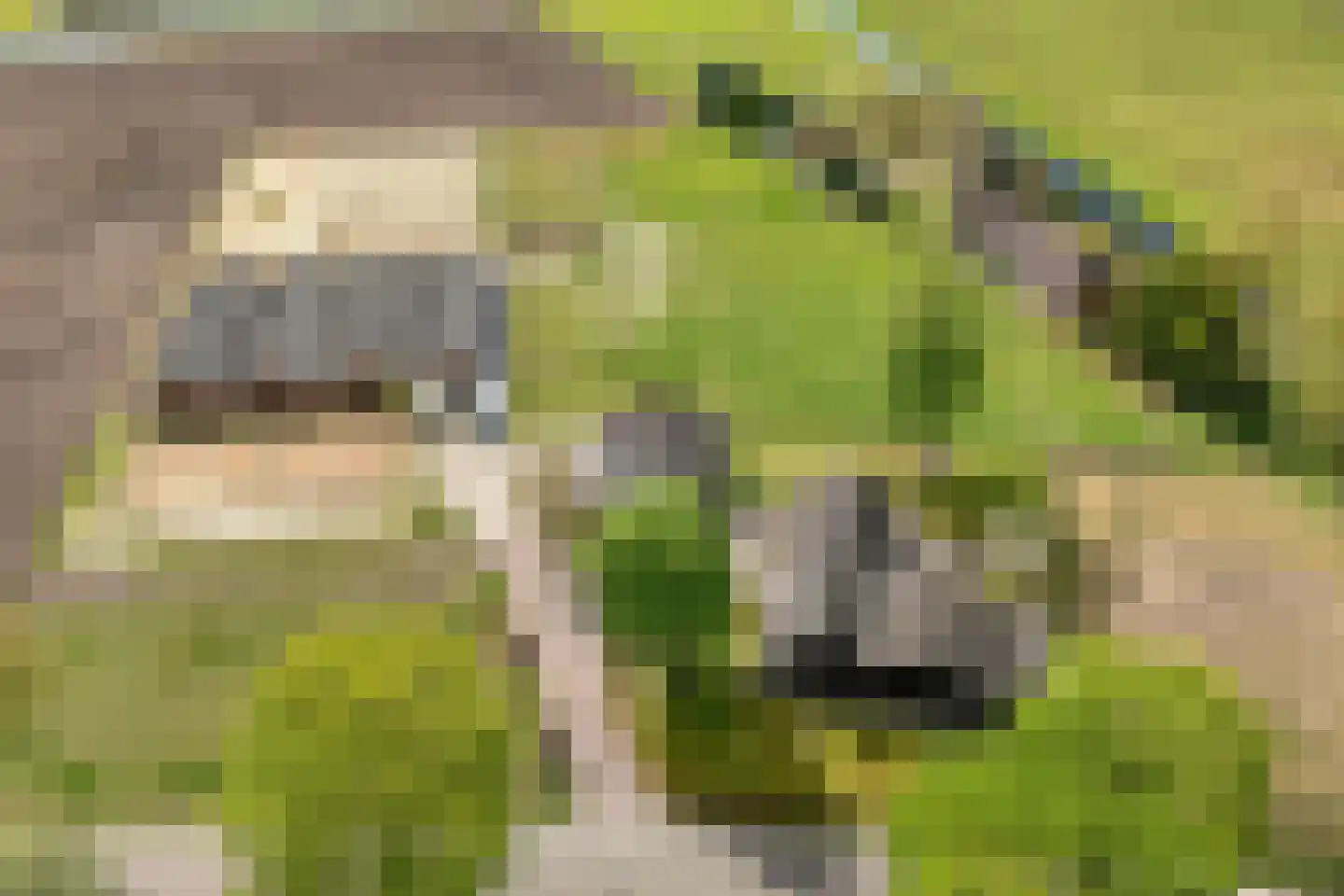 Het Bergje 2 Dedemsvaart thumbnail 7