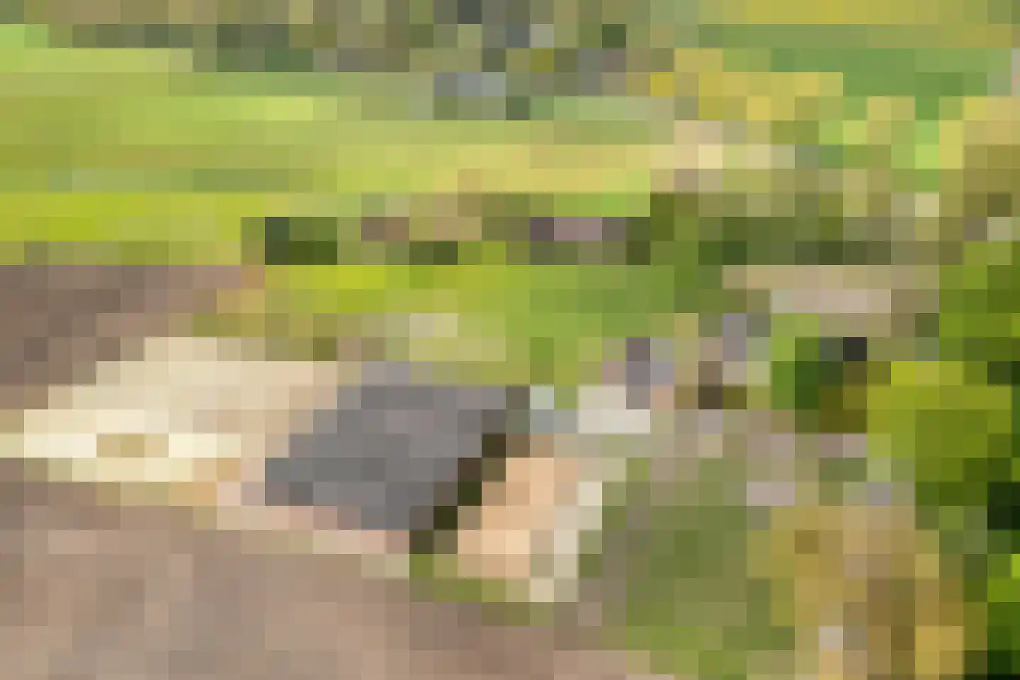 Het Bergje 2 Dedemsvaart thumbnail 8