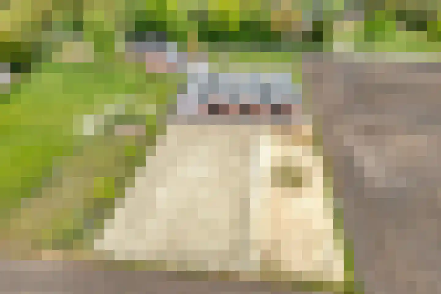 Het Bergje 2 Dedemsvaart thumbnail 81