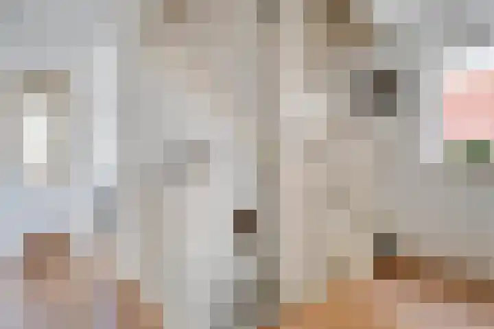Het Bolwerk 10 Balkbrug thumbnail 18