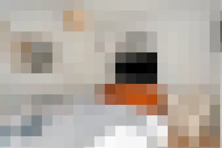Het Bolwerk 10 Balkbrug thumbnail 22