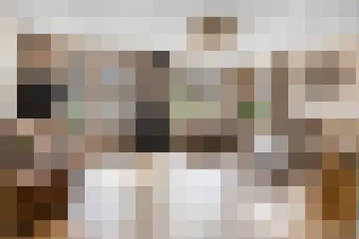 Het Bolwerk 22 Steenwijk thumbnail 7