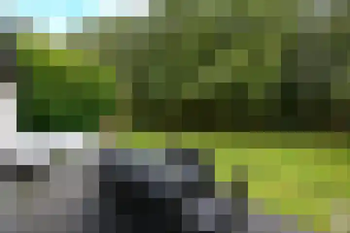Het Bosmeer 23 Noordwolde thumbnail 24