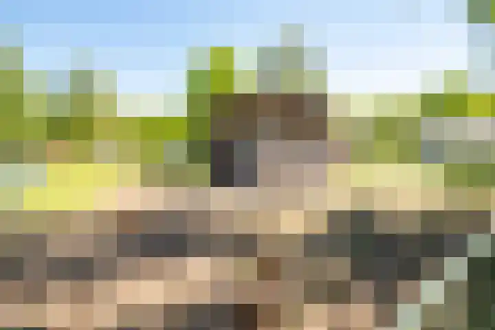 Het Bosmeer 30 Noordwolde thumbnail 32