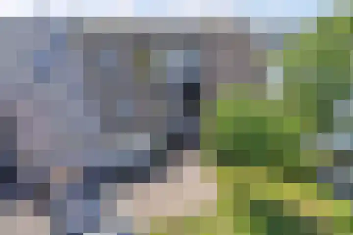 Het Brekkense Wiel 83 Lemmer thumbnail 43