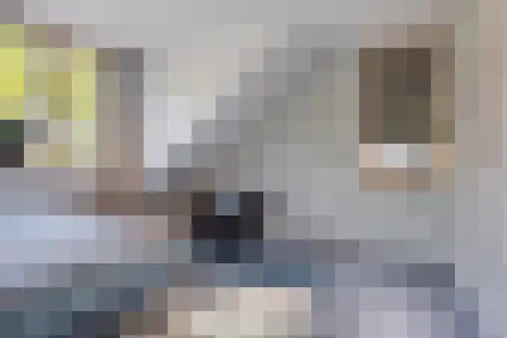 Het Buske 31 Vinkel thumbnail 54
