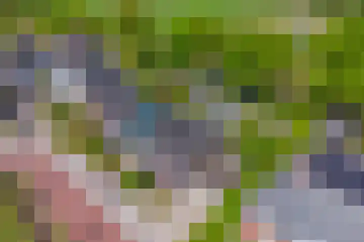 Het Buske 31 Vinkel thumbnail 90