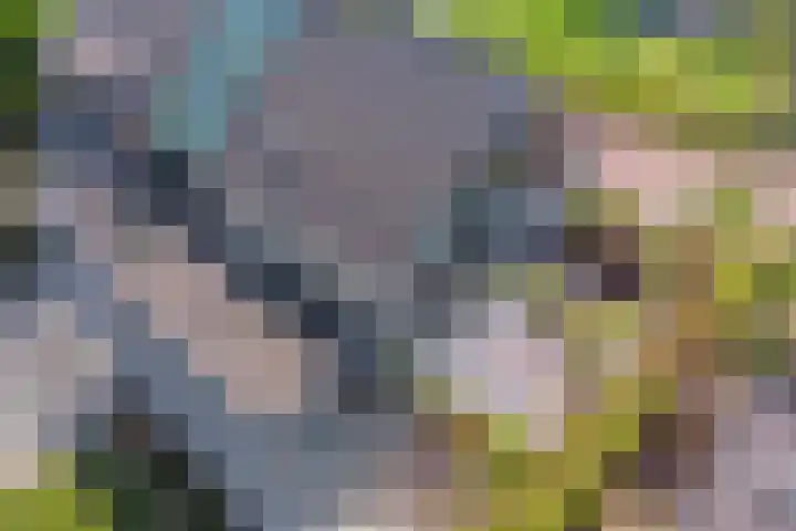 Het Buske 31 Vinkel thumbnail 95