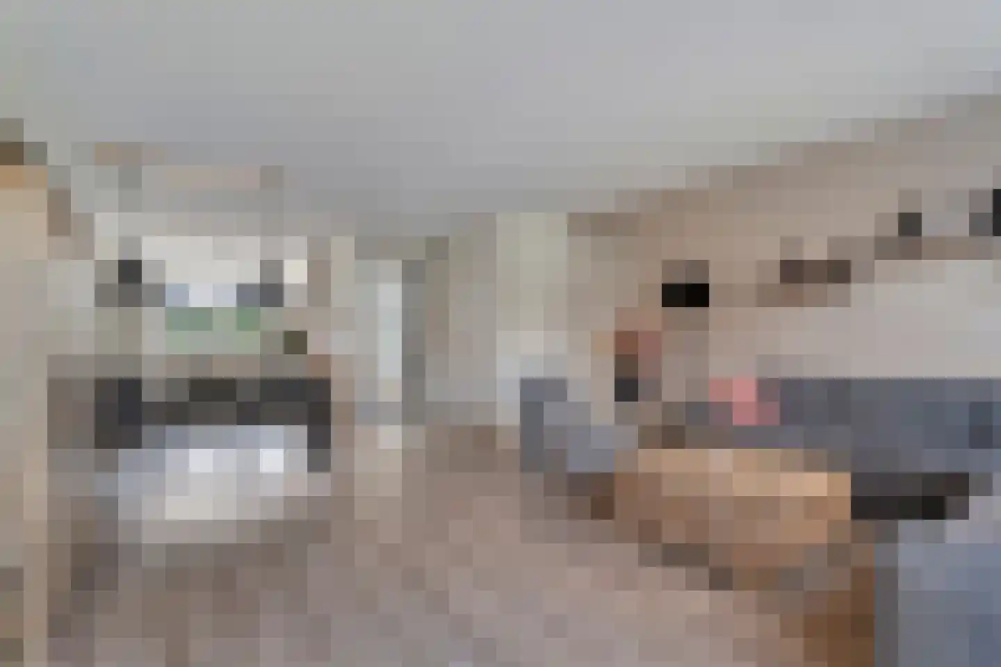 Het Diepen Goor 9 Gramsbergen thumbnail 22