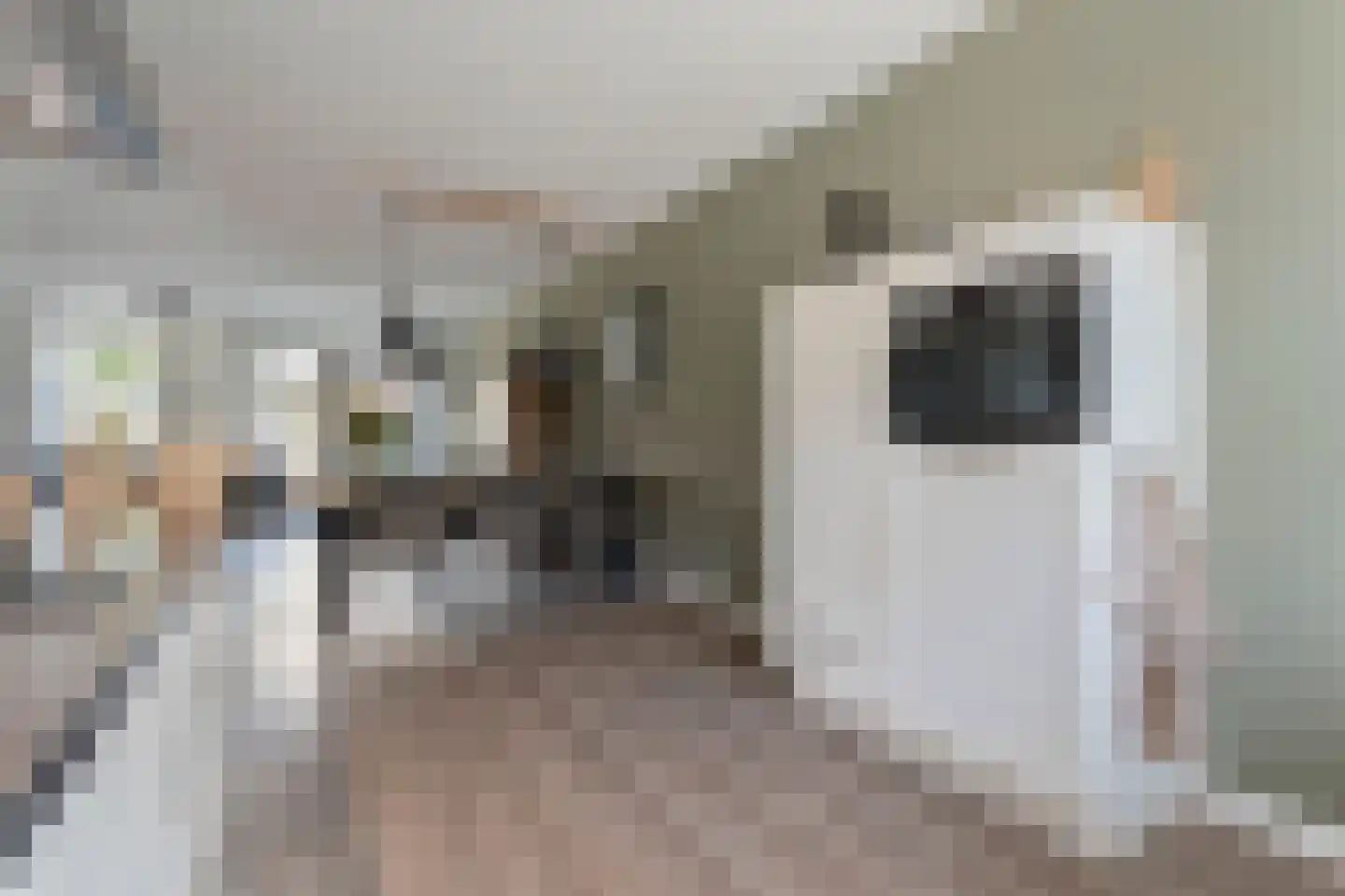 Het Diepen Goor 9 Gramsbergen thumbnail 25