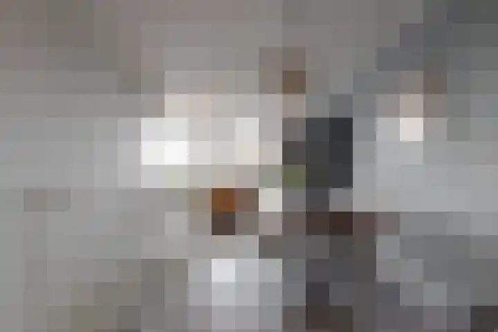 Het Dok 44 Zaandam thumbnail 9