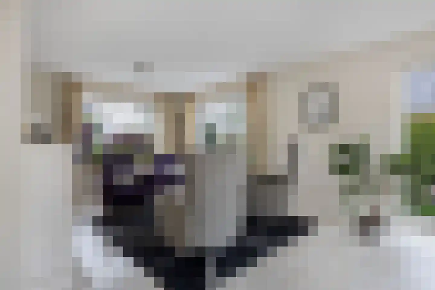 Het eenspan 20 Steenwijk thumbnail 10