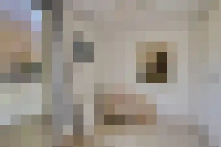 Het Erf 91 Biddinghuizen thumbnail 18