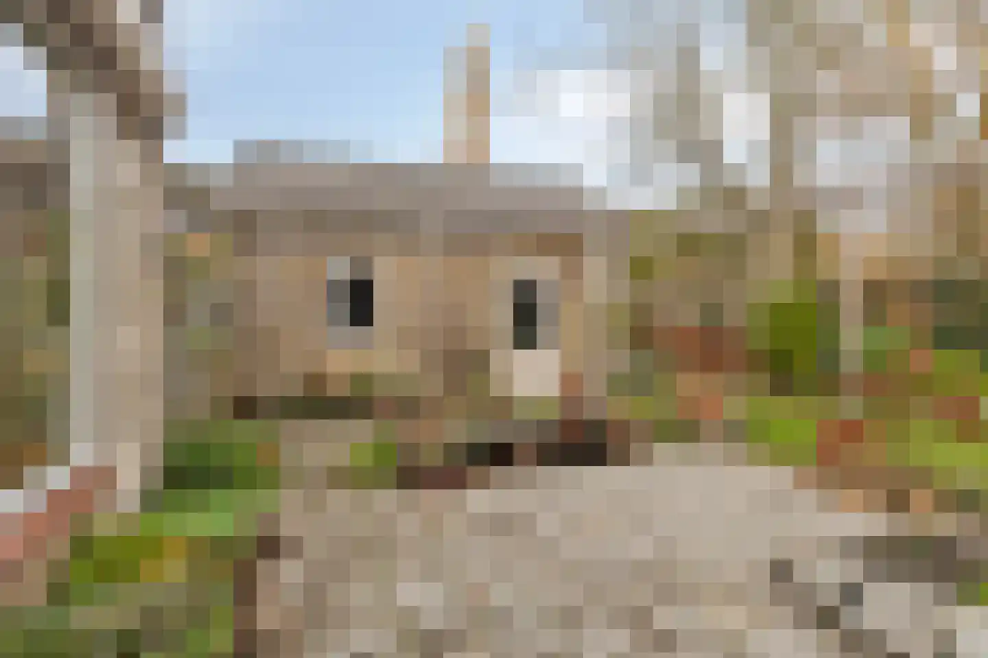 Het Frans Brugske 24 Gemert thumbnail 52