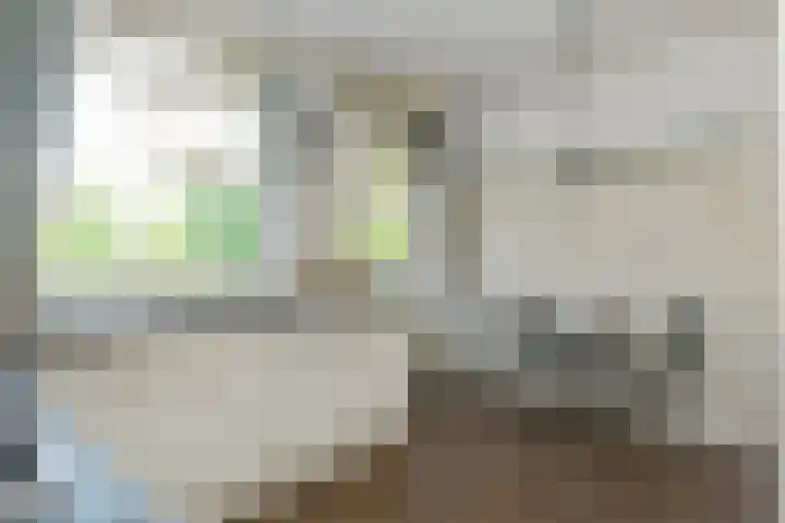 Het Frans Brugske 7 Gemert thumbnail 18