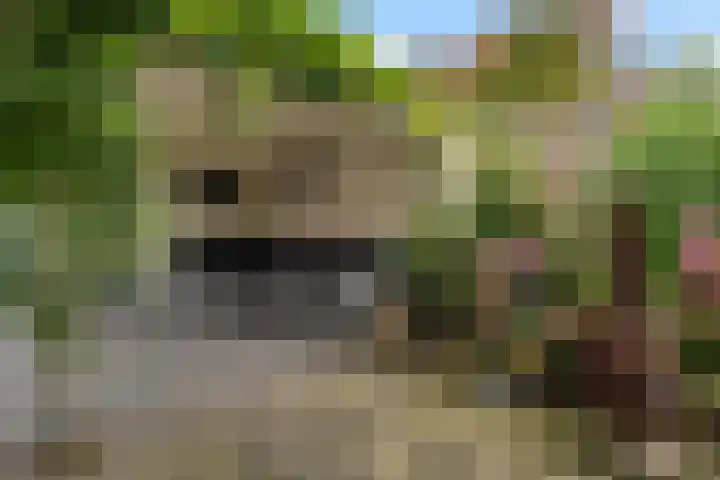 Het Franse Pad 7 Vollenhove thumbnail 23