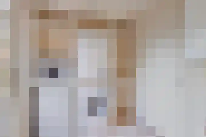 Het Gebient 12 Tolbert thumbnail 13