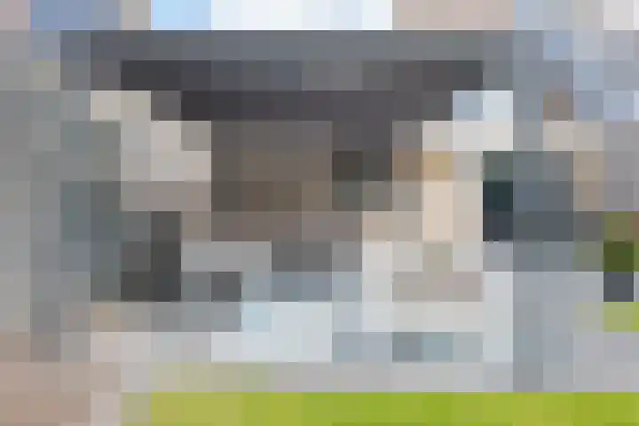 Het Gebint 12 Borger thumbnail 57