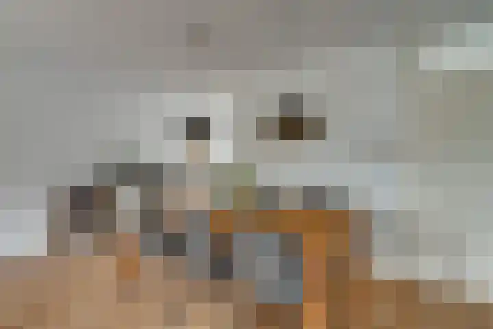 Het Groene Schaap 2 Amersfoort thumbnail 14