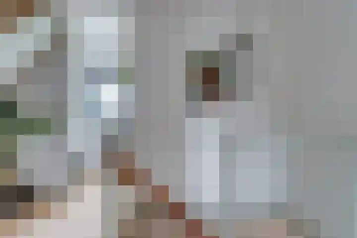 Het Groene Schaap 2 Amersfoort thumbnail 21