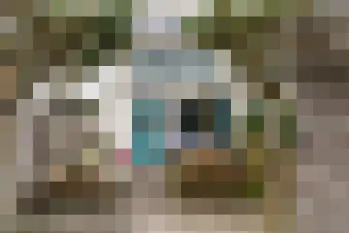 Het Groene Schaap 2 Amersfoort thumbnail 45