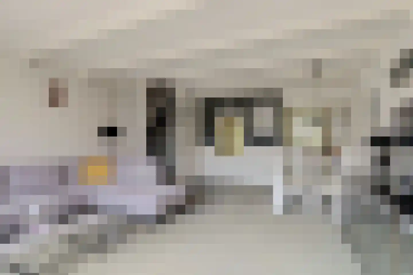 Het Groeneveld 42 Hendrik-Ido-Ambacht thumbnail 9