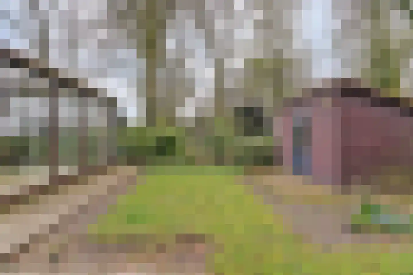 Het Haze-Pad 14 Meijel thumbnail 46