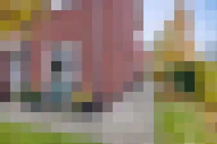 Het Hazenveld 56 Harfsen thumbnail 24