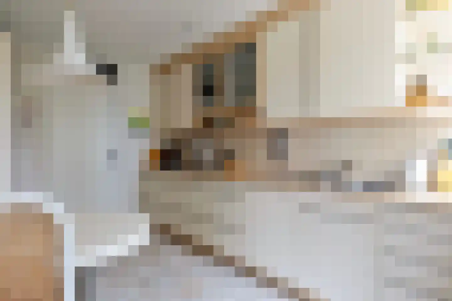 Het Hof van Rolde 30 Rolde thumbnail 21
