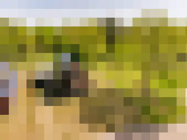 Het Hooge Veld 9 Zuidwolde thumbnail 56