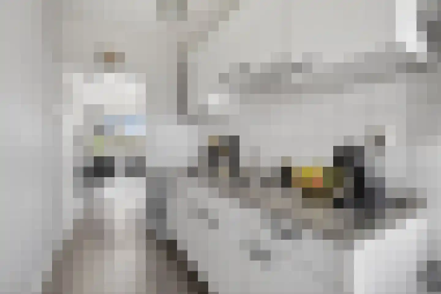 Het Hoogt 62 Amsterdam thumbnail 17