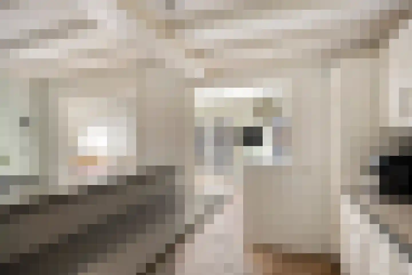 Het Juweel 20 Hilvarenbeek thumbnail 9