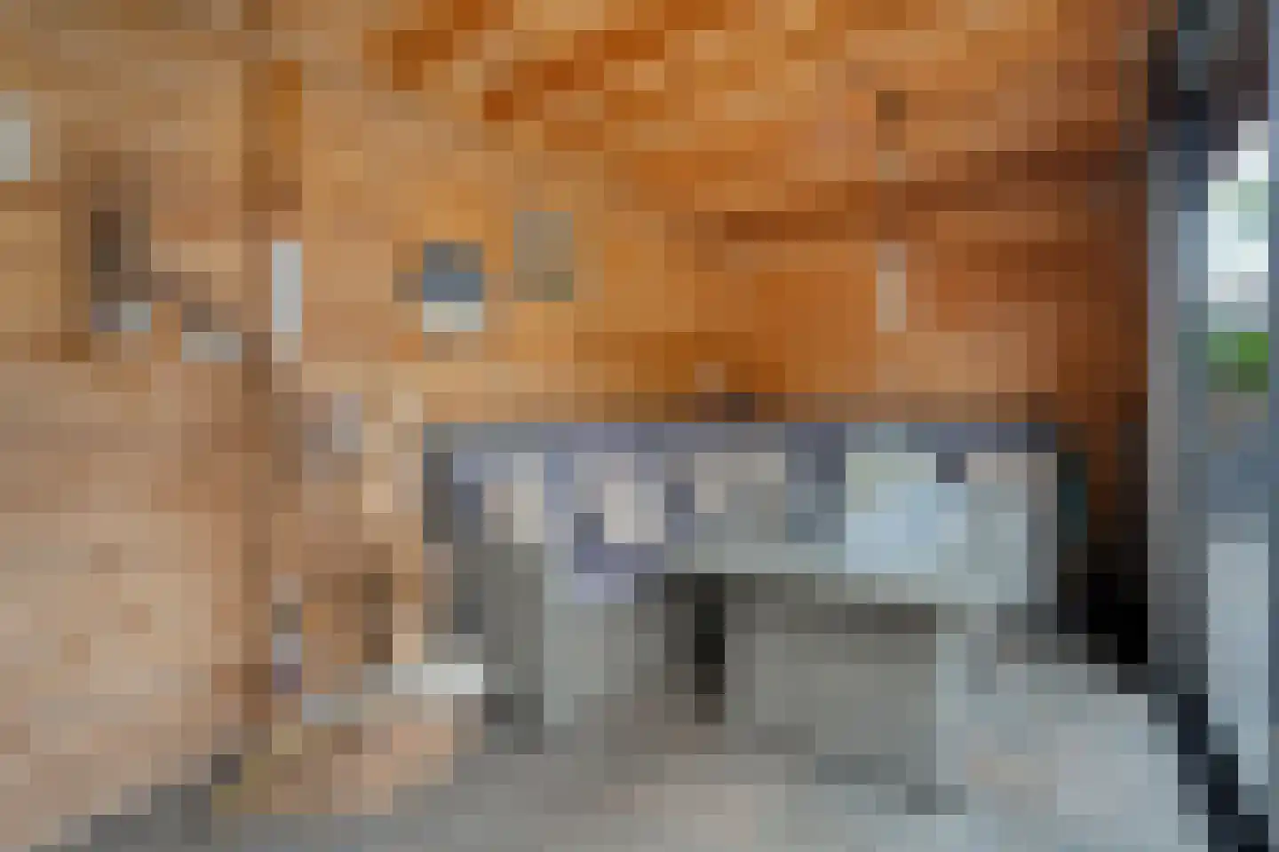 Het Kienhout 33 Slagharen thumbnail 42