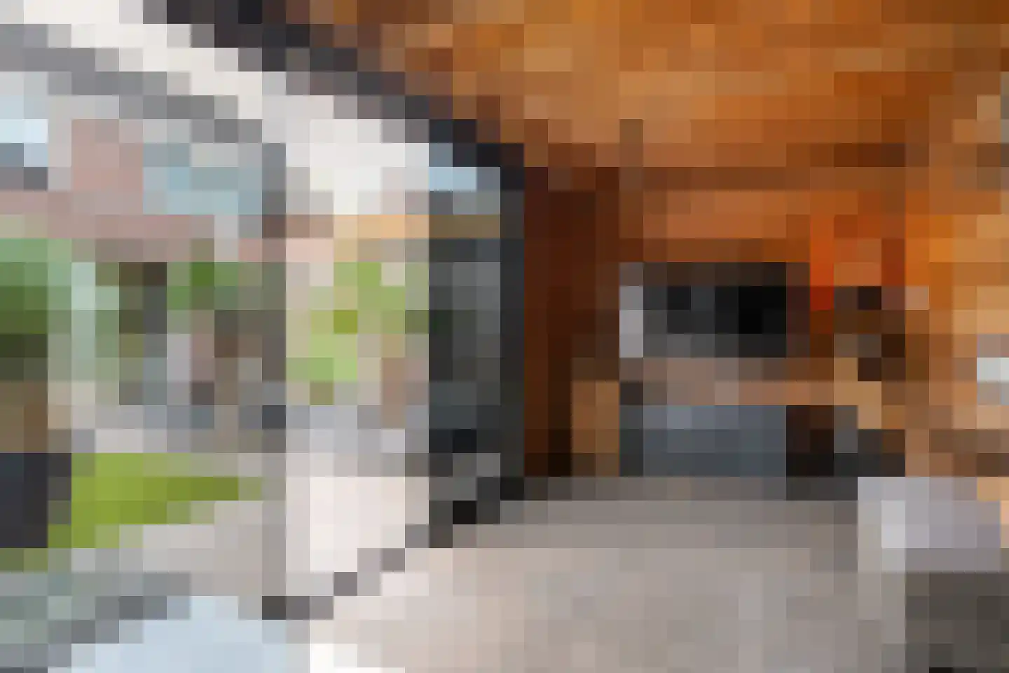 Het Kienhout 33 Slagharen thumbnail 43
