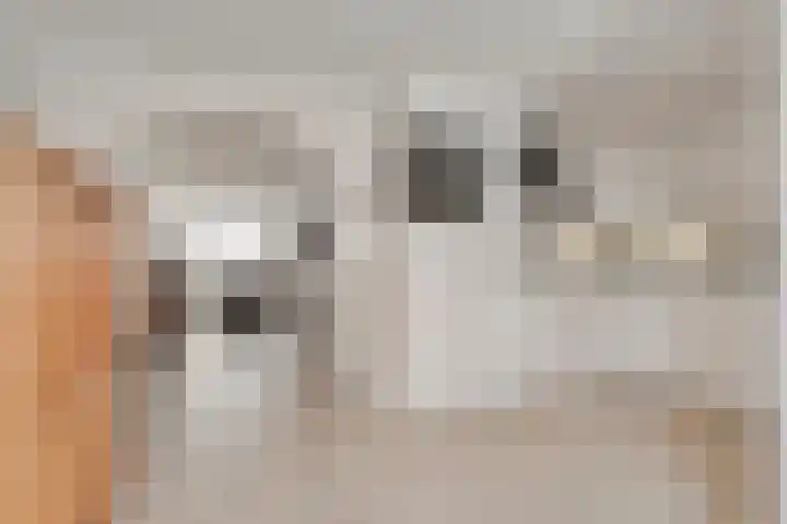 Het Kienhout 9 Slagharen thumbnail 19