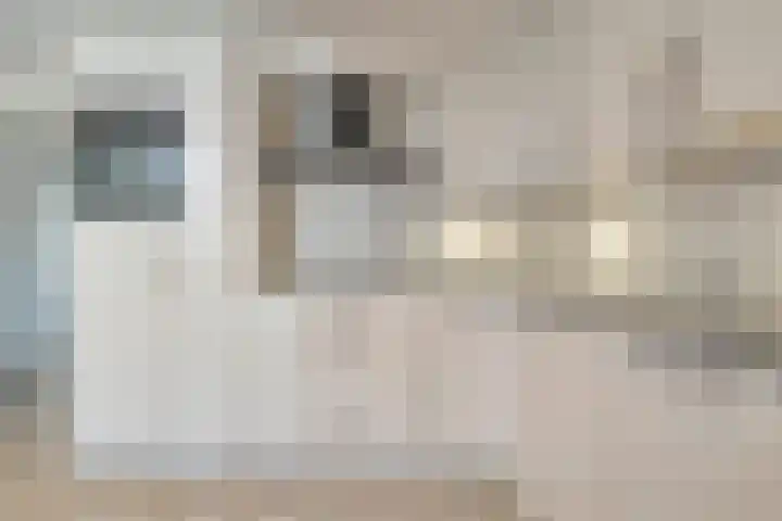 Het Kienhout 9 Slagharen thumbnail 21