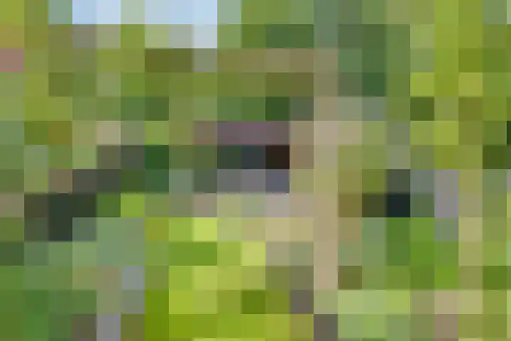 Het Laar 185 Deventer thumbnail 6