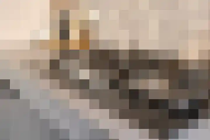 Het Leen 8 Hooge Mierde thumbnail 20