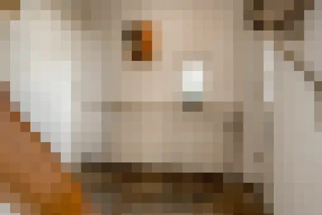 Het Linschot 1 Bornerbroek thumbnail 23