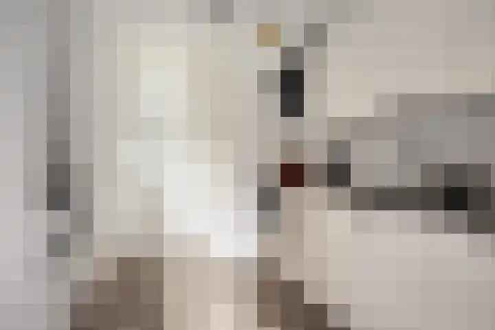 Het Midden 19 Bant thumbnail 12