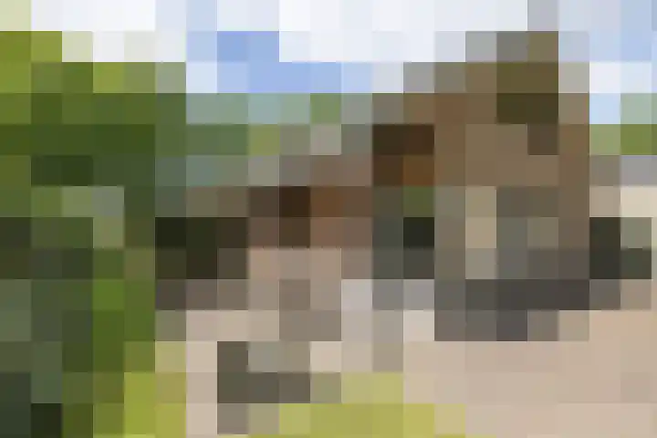 Het Nardusboer 100 Oldenzaal thumbnail 26