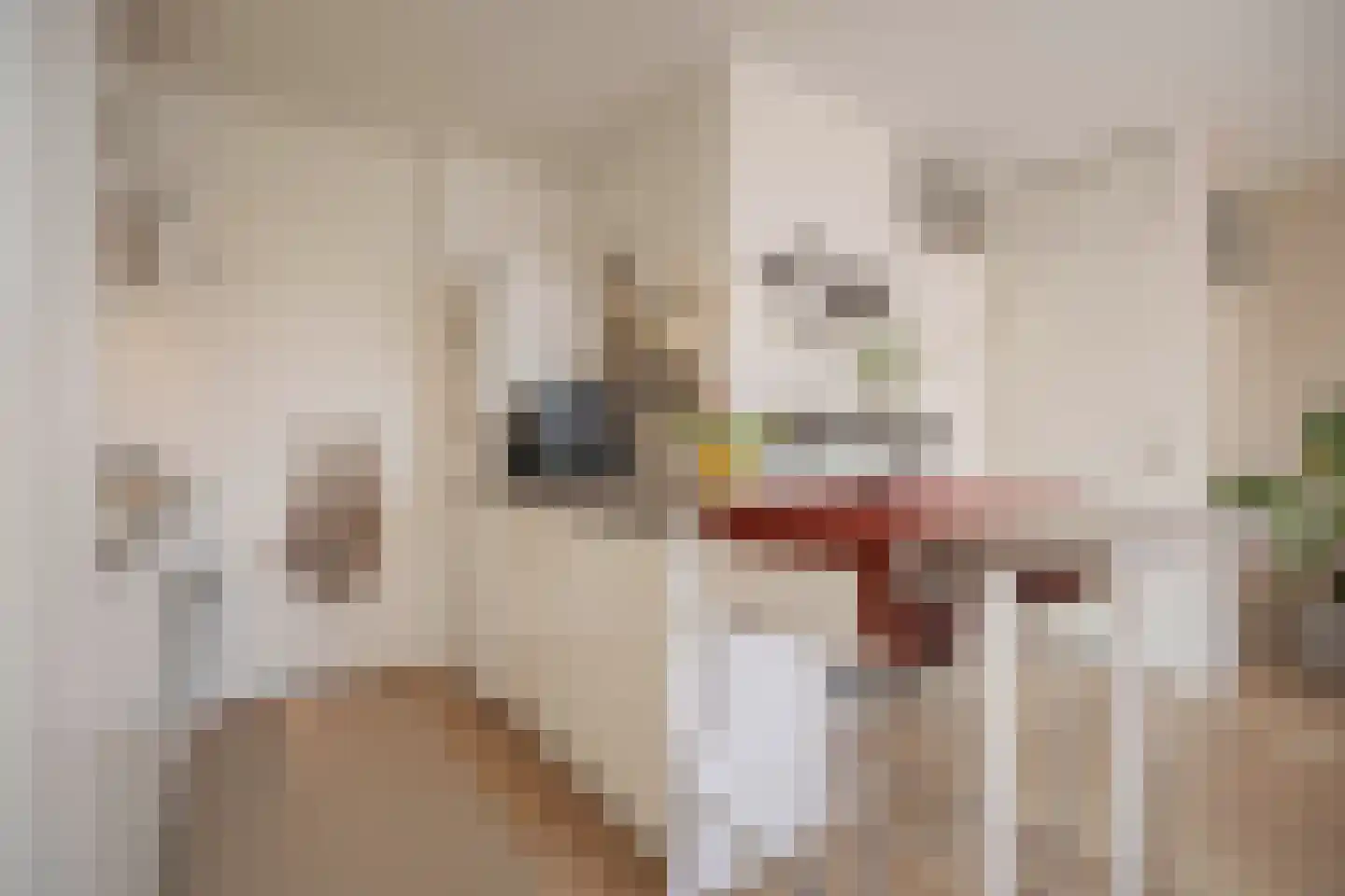Het Nieuwe Land 27 Arnhem thumbnail 15