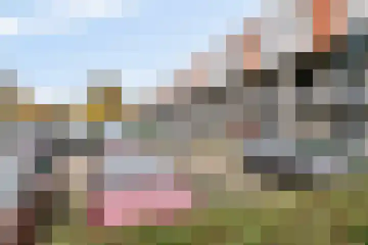Het Nieuwe Land 35 Arnhem thumbnail 32