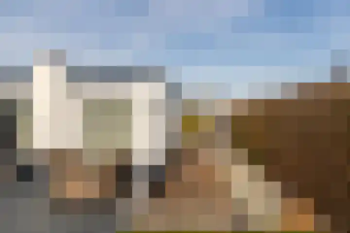 Het Oude Nieuwland 78 Ouddorp thumbnail 35