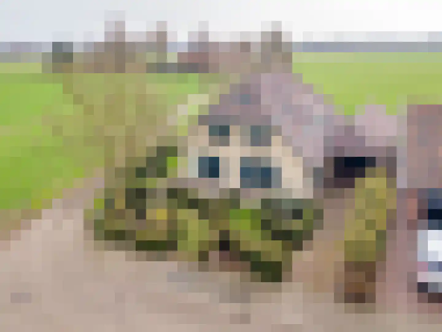het Rabelink 51 in Breedenbroek