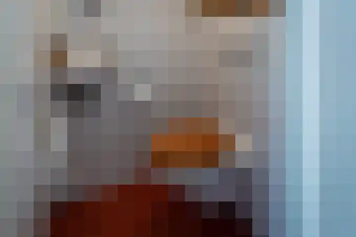Het Reef 4 Goor thumbnail 10