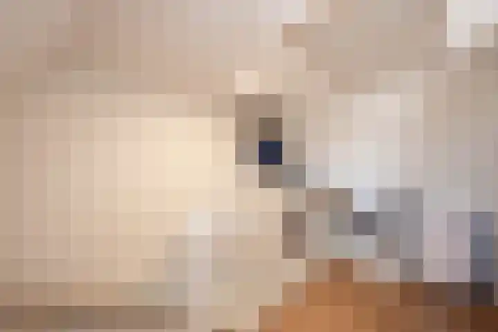 Het Reut 216 Berghem thumbnail 16