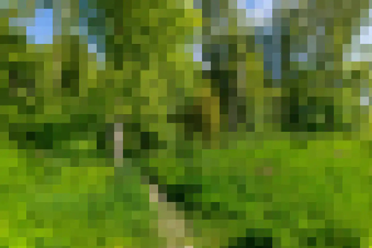 Het Roege Bos 5 Groningen thumbnail 4