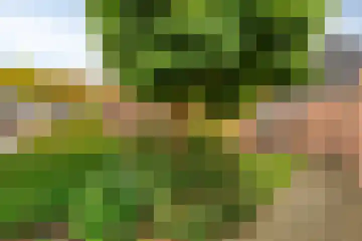 het Schar 25 Steenwijk thumbnail 11